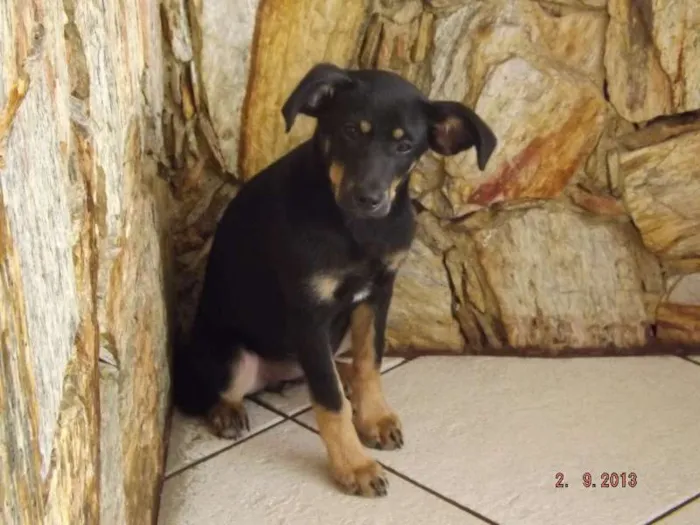 Cachorro ra a SRD idade 2 a 6 meses nome Mel