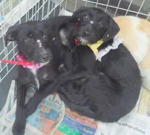 Cachorro raça SRD idade 7 a 11 meses nome Nina e Luly