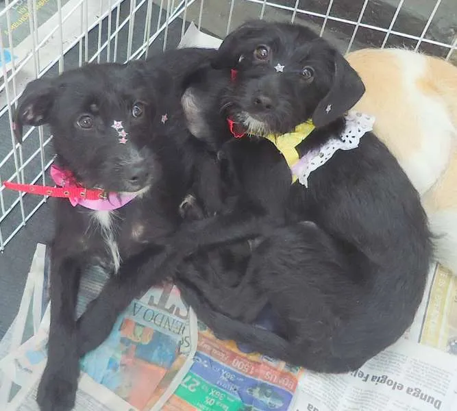 Cachorro ra a SRD idade 7 a 11 meses nome Nina e Luly