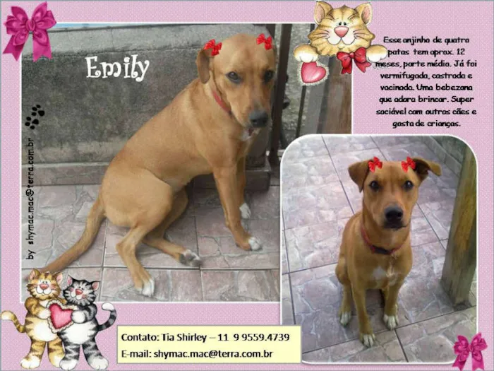 Cachorro ra a Mestiça idade 1 ano nome Emily