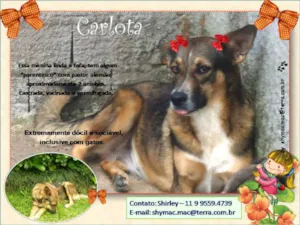 Cachorro raça Mestiça idade 2 anos nome Carlota