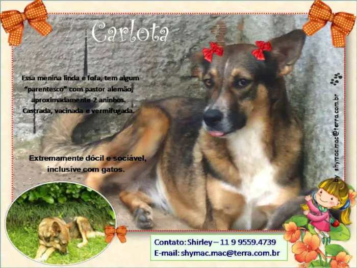 Cachorro ra a Mestiça idade 2 anos nome Carlota