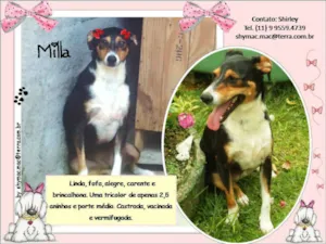 Cachorro raça Mestiça idade 2 anos nome Mila