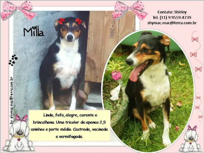Cachorro ra a Mestiça idade 2 anos nome Mila