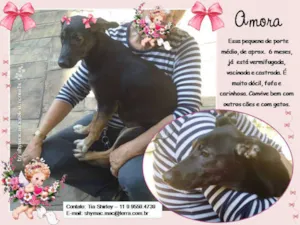 Cachorro raça SRD idade 7 a 11 meses nome Amora