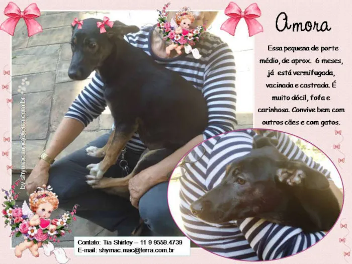 Cachorro ra a SRD idade 7 a 11 meses nome Amora