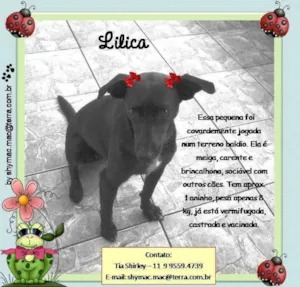 Cachorro raça SRD idade 1 ano nome Lilica