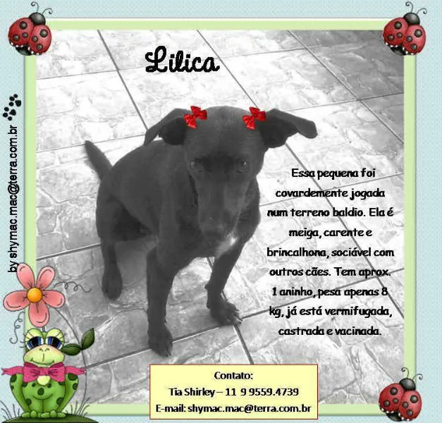 Cachorro ra a SRD idade 1 ano nome Lilica