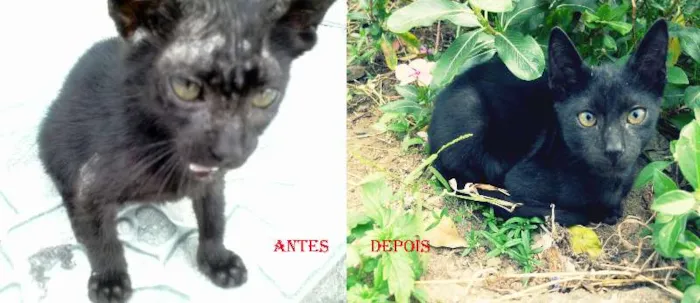 Gato raça SRD idade 2 a 6 meses nome Peregrino