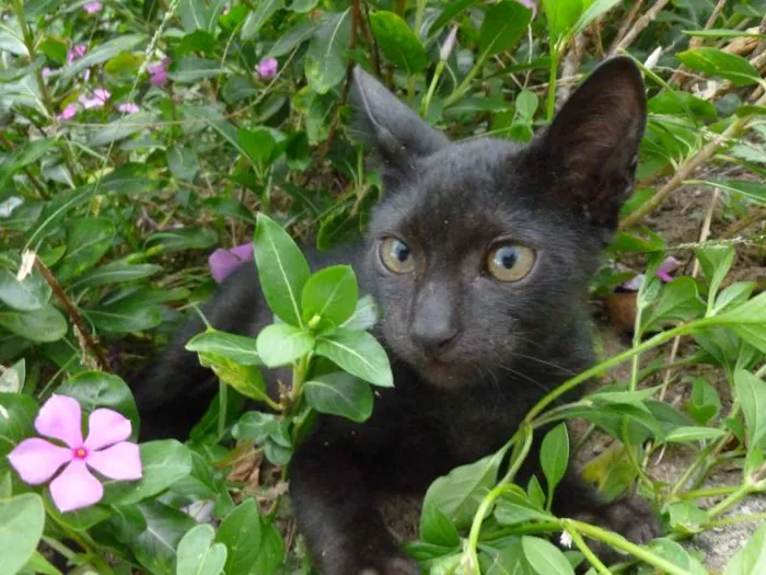 Gato raça SRD idade 2 a 6 meses nome Peregrino