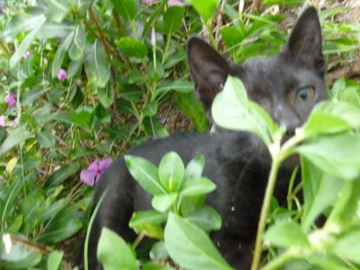 Gato raça SRD idade 2 a 6 meses nome Peregrino