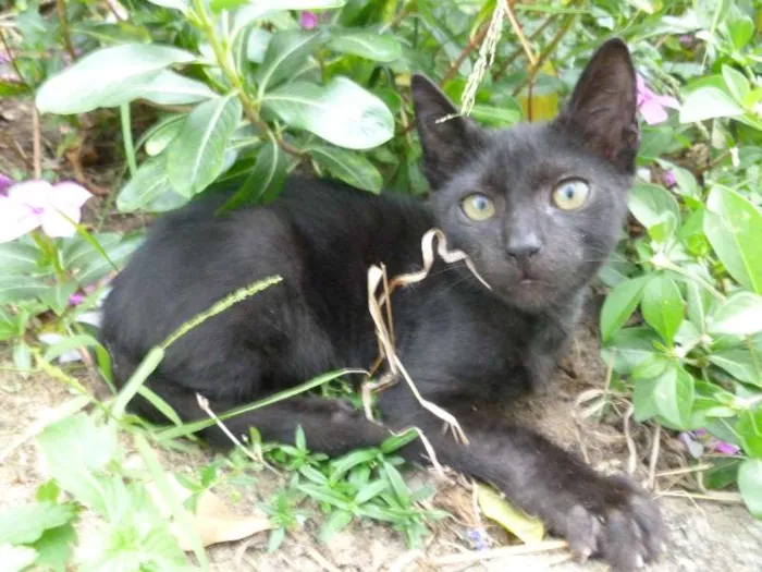 Gato raça SRD idade 2 a 6 meses nome Peregrino