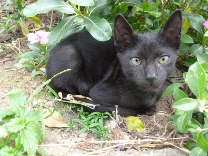 Gato raça SRD idade 2 a 6 meses nome Peregrino
