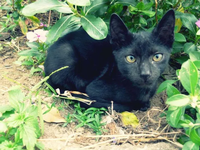 Gato raça SRD idade 2 a 6 meses nome Peregrino