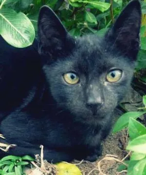 Gato raça SRD idade 2 a 6 meses nome Peregrino