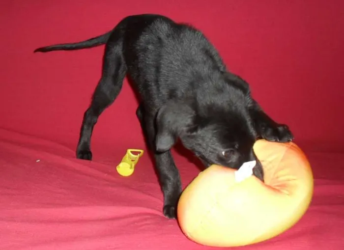 Cachorro ra a SRD idade 2 a 6 meses nome Jake