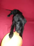 Jake