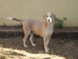 Cachorro raça SRD idade 3 anos nome Branquinha