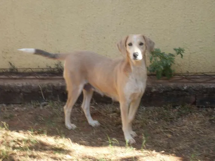 Cachorro ra a SRD idade 3 anos nome Branquinha