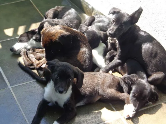 Cachorro ra a Vira Latas idade 2 a 6 meses nome Filhotes