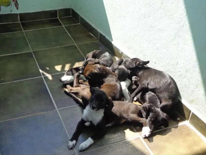 Cachorro ra a Vira Latas idade 2 a 6 meses nome Filhotes