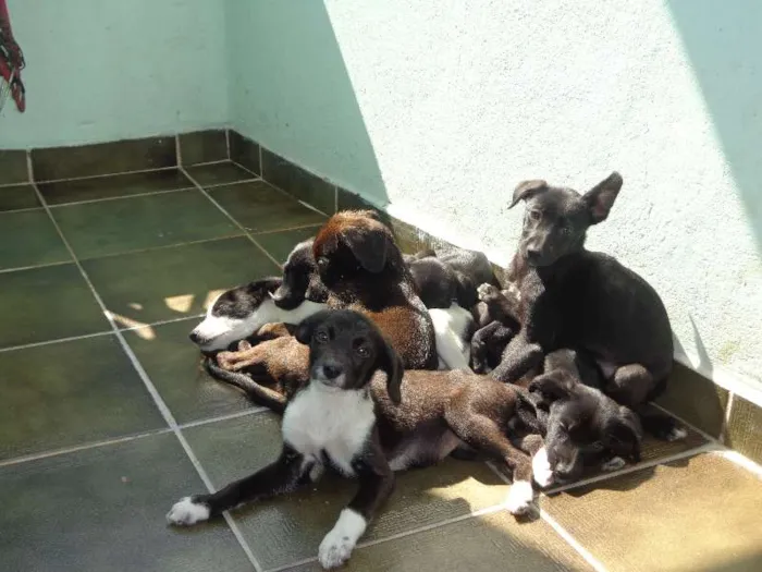 Cachorro ra a Vira Latas idade 2 a 6 meses nome Filhotes