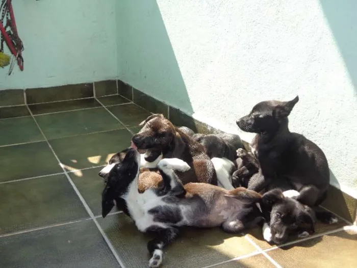 Cachorro ra a Vira Latas idade 2 a 6 meses nome Filhotes
