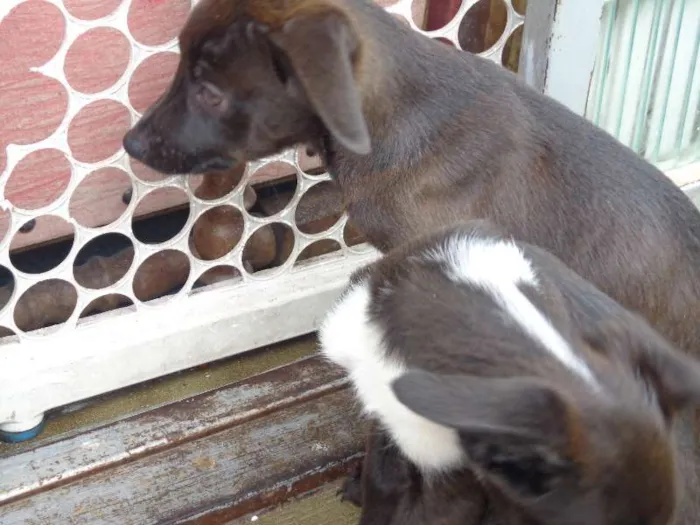 Cachorro ra a Vira Latas idade 2 a 6 meses nome Filhotes