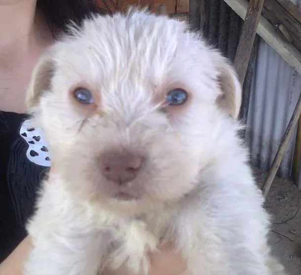 Cachorro ra a SRD idade Abaixo de 2 meses nome Branquinho