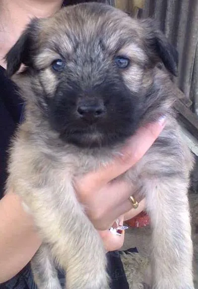 Cachorro ra a SRD idade Abaixo de 2 meses nome Puppi