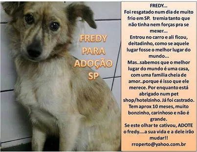 Cachorro ra a SRD idade 7 a 11 meses nome Fredy