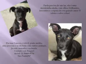 Cachorro raça SRD idade 7 a 11 meses nome Paola