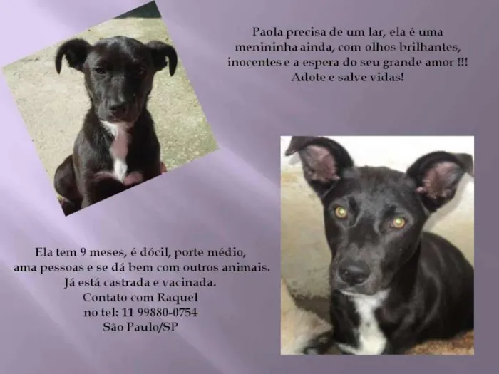 Cachorro ra a SRD idade 7 a 11 meses nome Paola