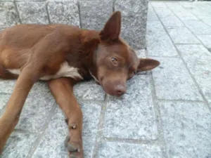 Cachorro raça SRD idade 7 a 11 meses nome NINA