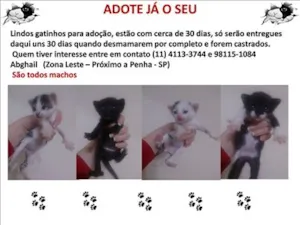 Gato raça SRD idade Abaixo de 2 meses nome Filhotes de gato