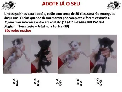 Gato ra a SRD idade Abaixo de 2 meses nome Filhotes de gato
