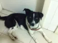 Loki