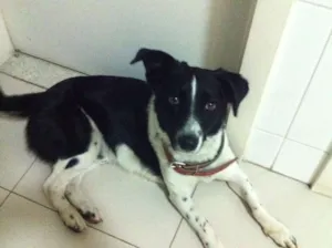 Cachorro raça SRD idade 3 anos nome Loki