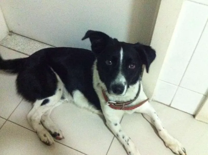 Cachorro ra a SRD idade 3 anos nome Loki
