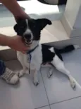 Loki
