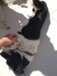 Loki