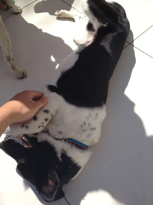 Cachorro ra a SRD idade 3 anos nome Loki