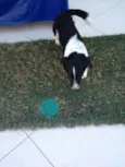 Loki