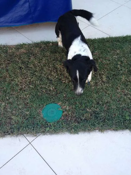 Cachorro ra a SRD idade 3 anos nome Loki