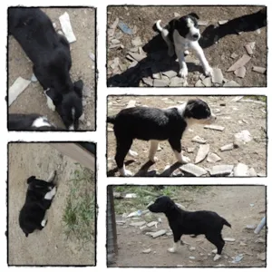 Cachorro raça SRD idade 2 a 6 meses nome Turminha Preto No B