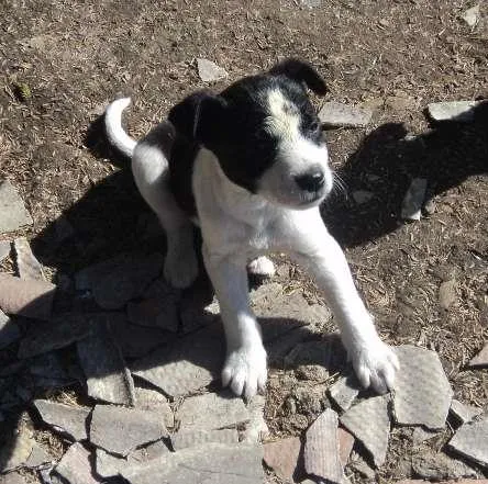 Cachorro ra a SRD idade 2 a 6 meses nome Turminha Preto No B