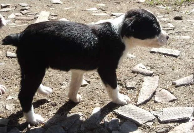 Cachorro ra a SRD idade 2 a 6 meses nome Turminha Preto No B