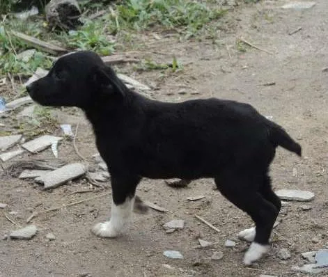 Cachorro ra a SRD idade 2 a 6 meses nome Turminha Preto No B