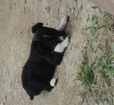 Cachorro ra a SRD idade 2 a 6 meses nome Turminha Preto No B