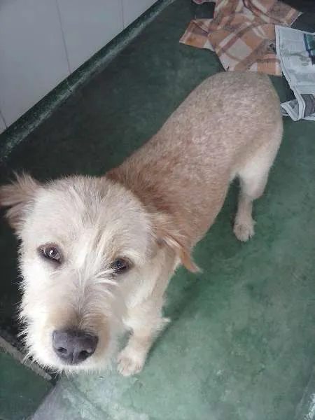 Cachorro ra a SRD idade 2 anos nome Dinho